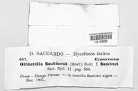 Gibberella zeae image